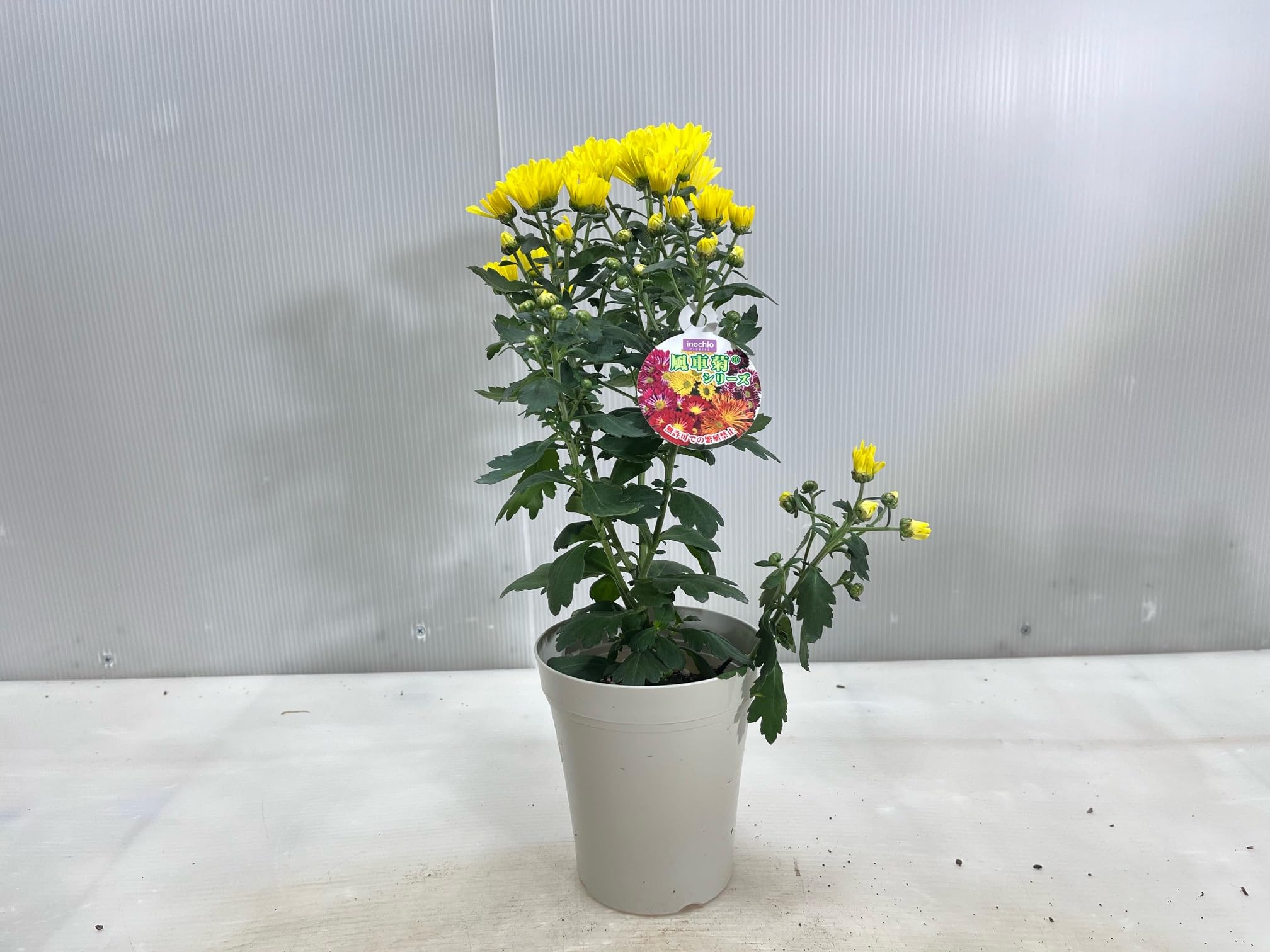 美しい風車菊① 開花中　現品発送 正規品です　ラベル付き Amazon.co.jp: 風車菊 フウシャキク ポットマム 12cmプラ鉢 高さ0.3