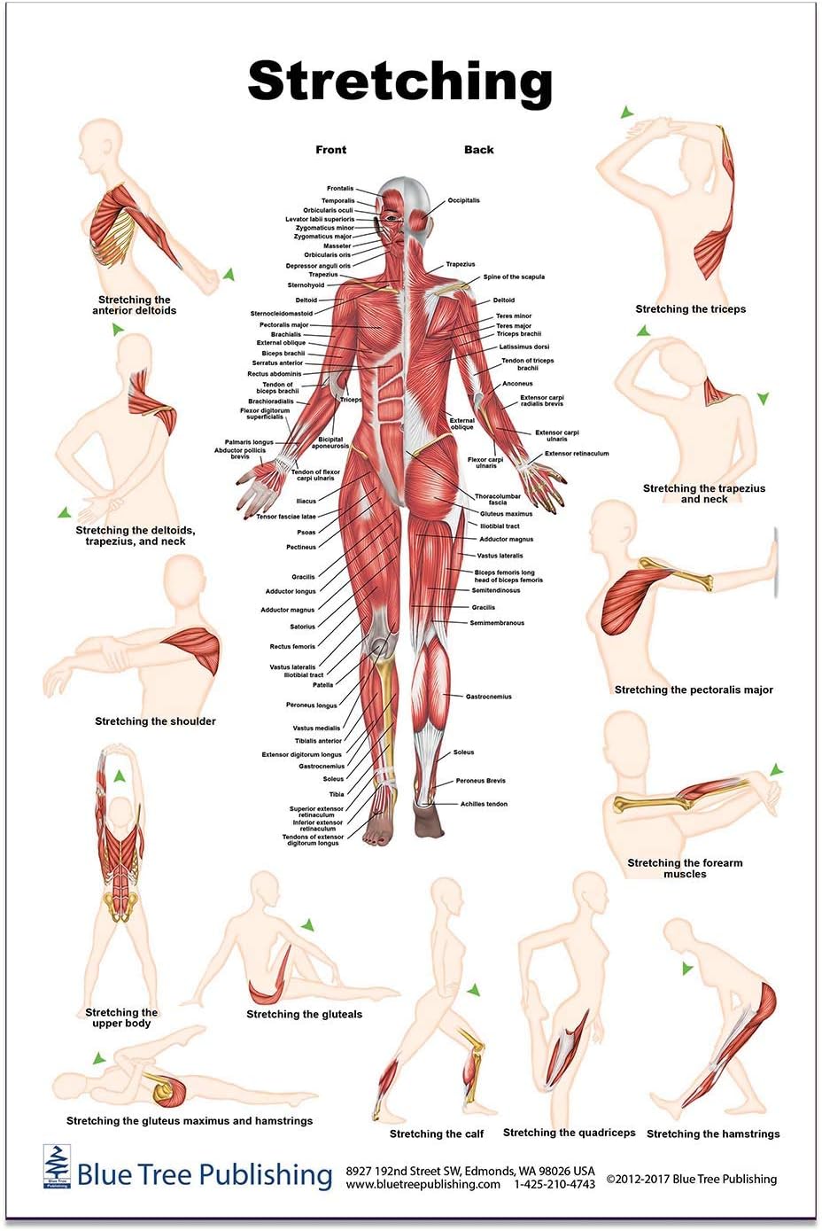 Stretching (clipboard)