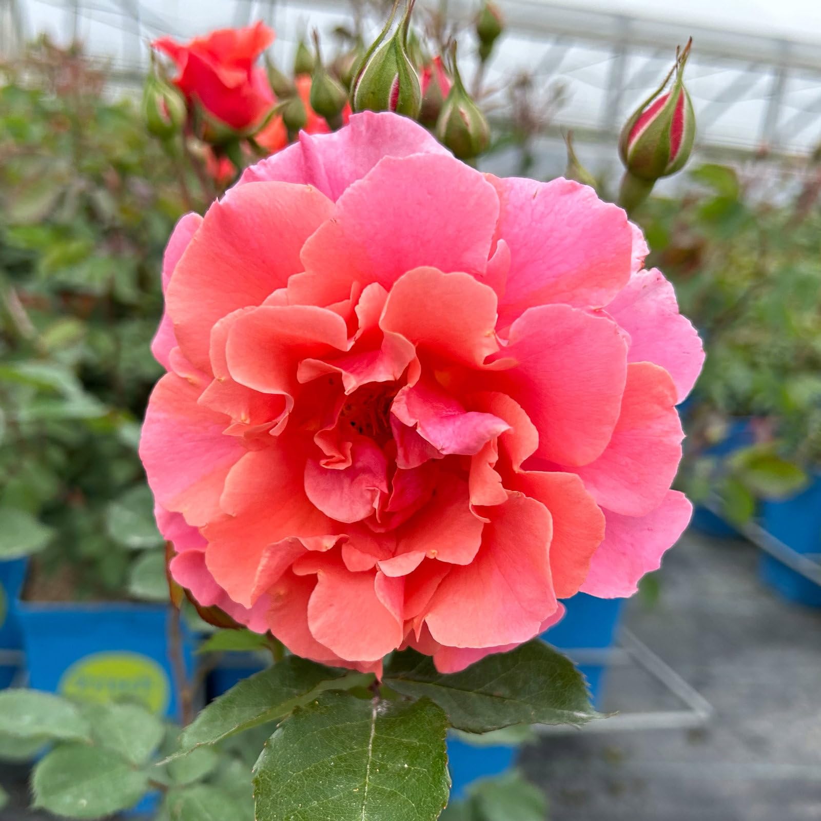 Kletterrose „Alibaba" - lachsrosa blühende Topfrose im 6 L Topf - frisch aus der Gärtnerei - Pflanzen-Kölle Gartenrose