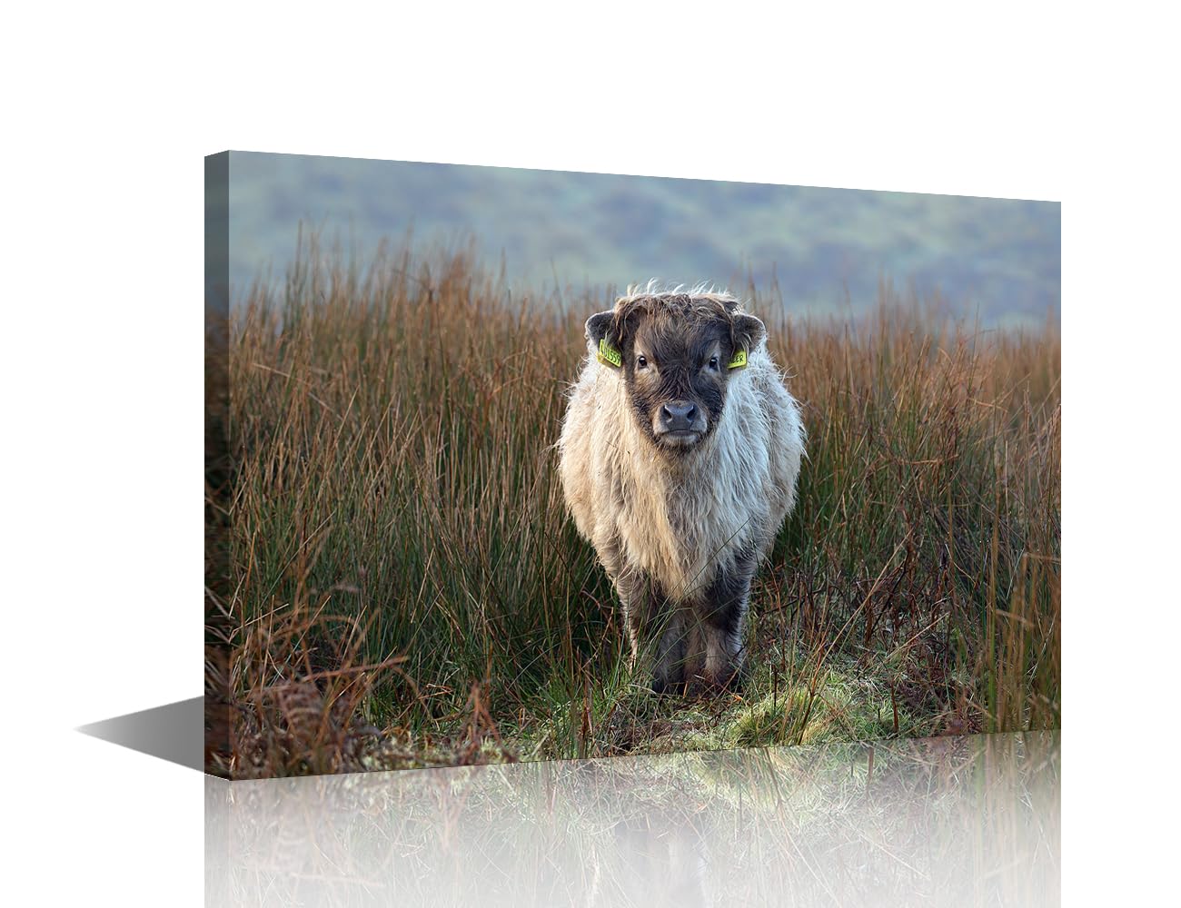 The Field In Exmoor Highland Calf Wall Art Giclee Canvas Prints Home Decorations for Living Room Modern Stretched and Framed Winter Landscape Wildlife Pictures Photo Paintings 24x16 in