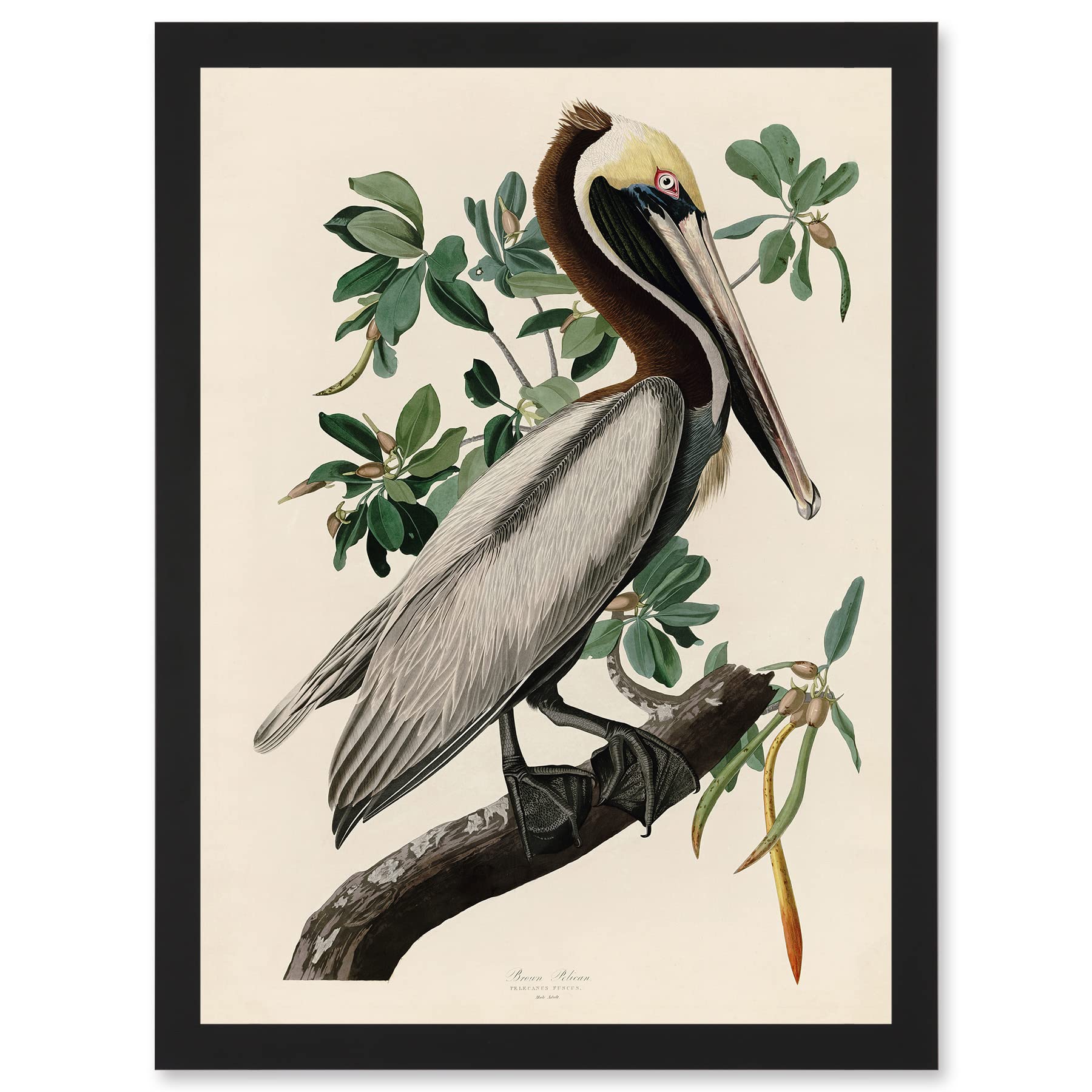 Artery8 Audubon Birds America Brown Pelican Nature Animals Wall Art PrintA4 Size from B&Q