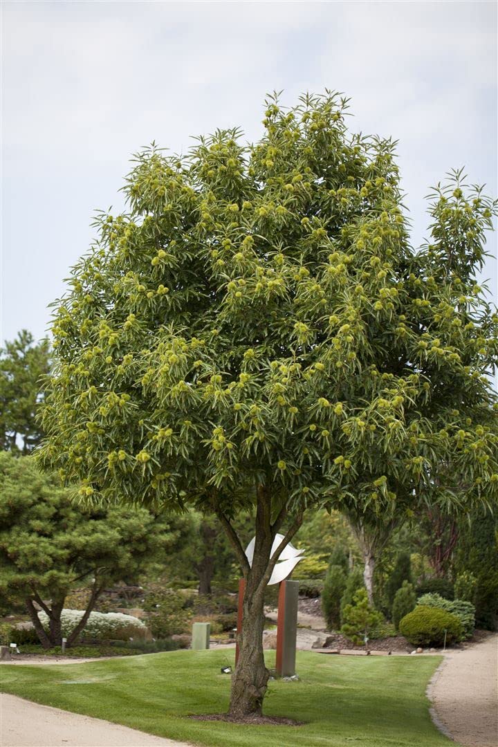 Esskastanie Castanea sativa 125-150 cm Obstbaum winterhart