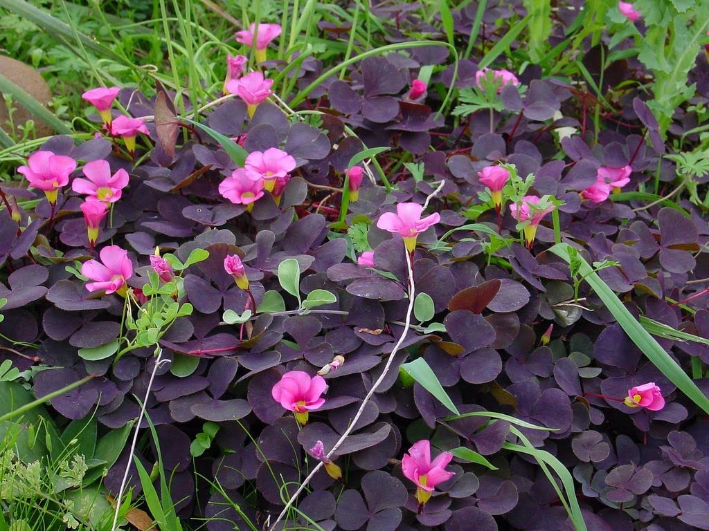 Imported Rare Oxalis False Shamrock Aromatic Flower Bulbs Winter Flower Home Pot Land Gardening Blooming Planting (Pack of 2 Purpurea Garnet Oxalis)