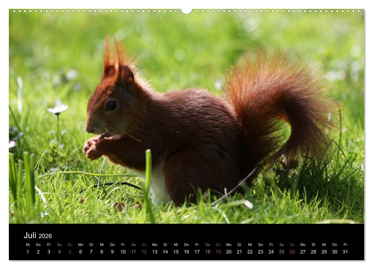 Eichhörnchen (hochwertiger Premium Wandkalender 2026 DIN A2 quer), Kunstdruck in Hochglanz: Gattung der Hörnchen-Familie (CALVENDO Tiere)