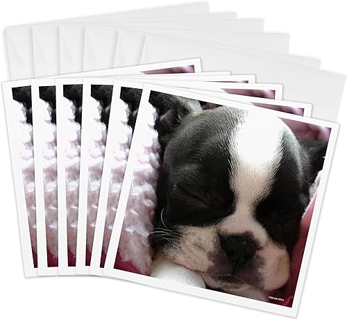 3dRose Boston Terrier Puppy - Tarjetas de felicitación, 6 x 6 pulgadas, juego de 6 (gc_22237_1)