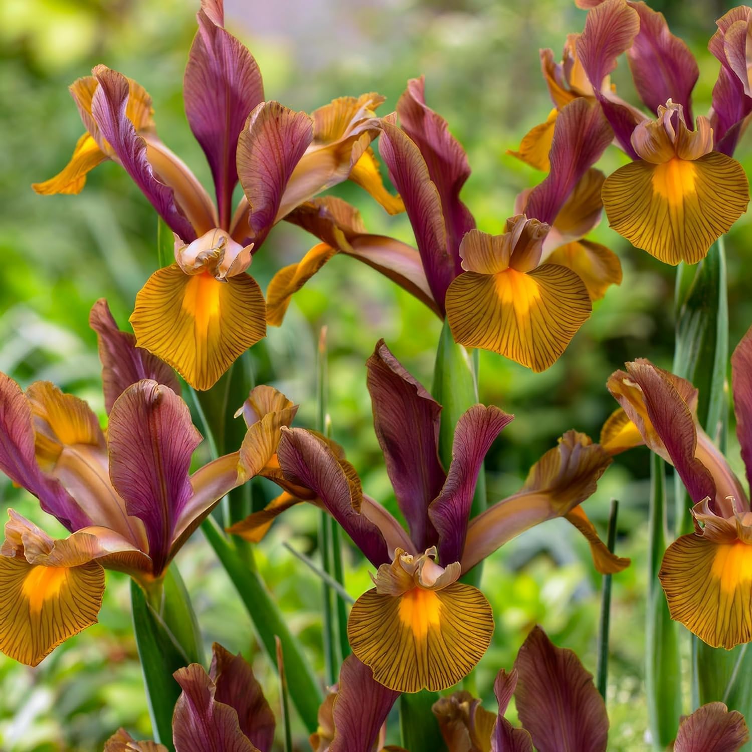 Schwertlilien Winterhart Mehrjährig - Holländische Iris Tiger Collection Blumenzwiebeln - 50 Zwiebeln - Pflanzen aus Holland für Garten und Topf (große Knollen, kein Samen)