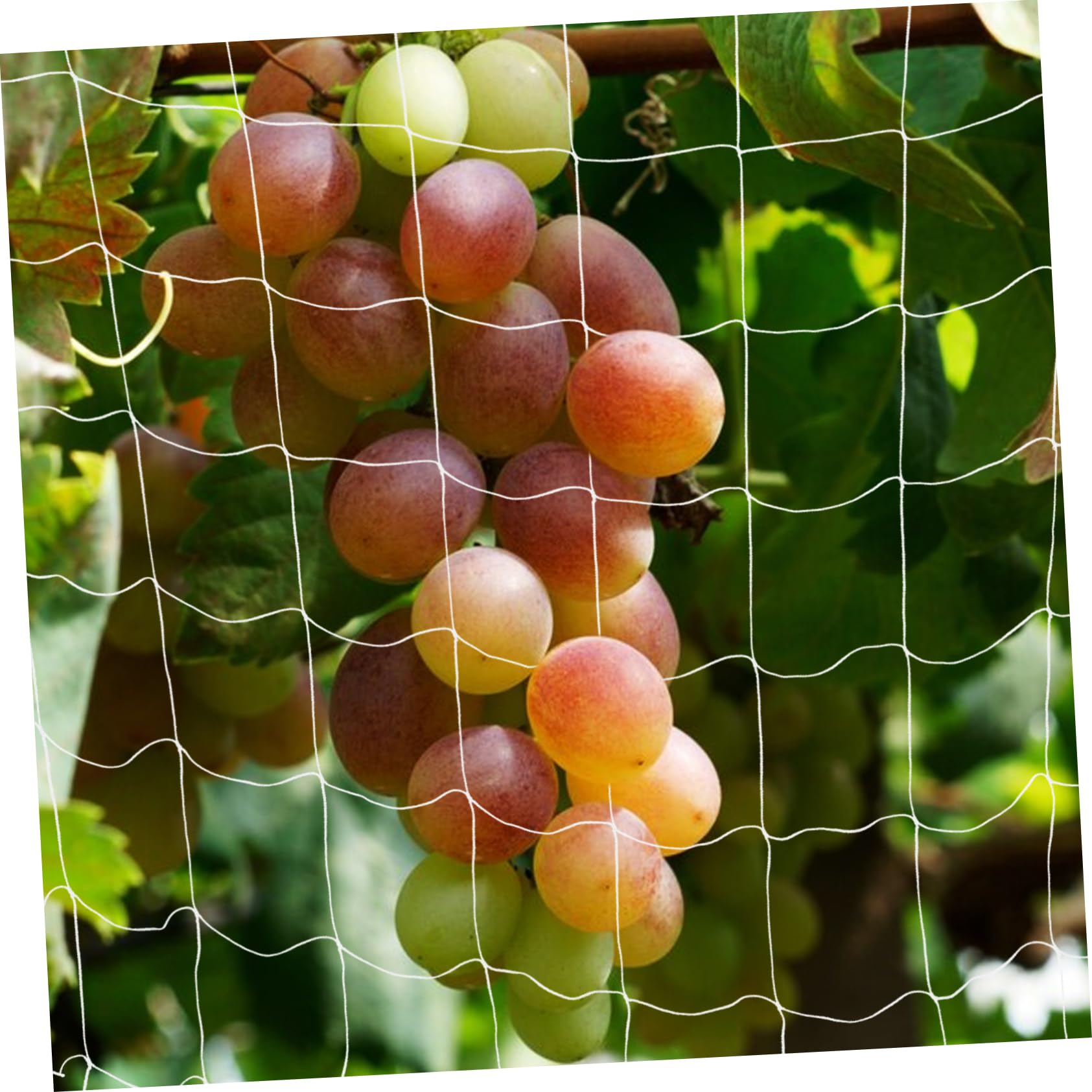 HEMOTON 4 Stück Netz drücken Pflanzen unterstützt Anlage Gurkennetzgitter grünes Spaliernetz Blumengitternetz Blumen-Kletternetz Gartenschlangennetz Polyester Weiß