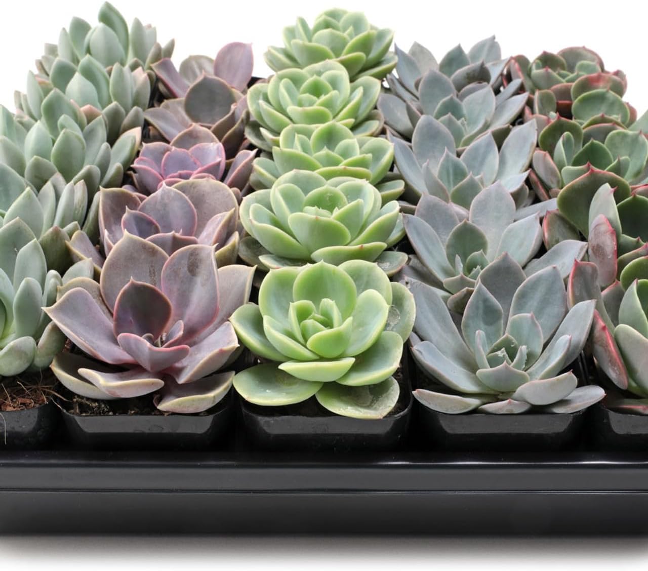 Mountain Crest Gardens Echeveria Succulent Bulk Pack - 25 Live Rosette Plants, 5 Each of 5 Varieties, Rooted in 2 Inch Pots - Succulents for Arrangements, Decor & DIY Projects