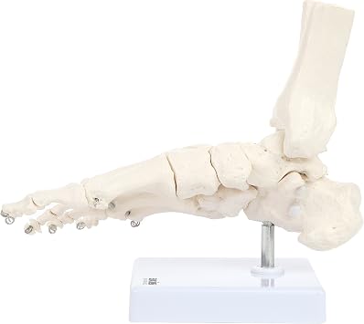 Axis Scientific Life-Size Human Skeletal Foot Model with Ankle, Wire-Articulated Bones for Natural Positioning, Includes Lower Tibia and Fibula, Sturdy Display Base