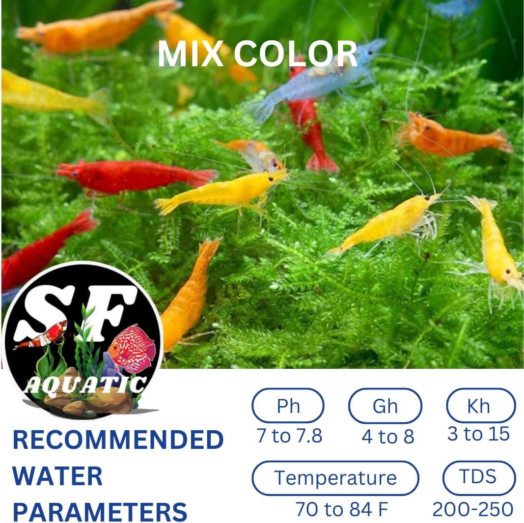 SF Aquatic 20 Mix Neocaridina High Grade Live Freshwater Aquarium Shrimps Inverts. Breeding Age. Live Arrival Guarantee