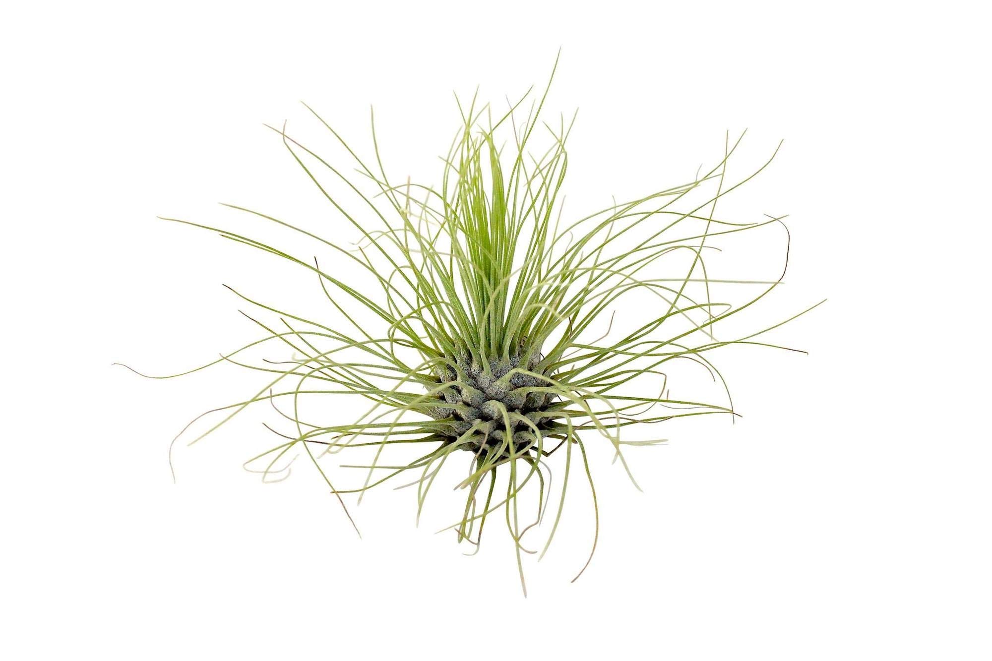 Air Plant - Easy to Keep House Airplant - Tillandsia Gift Bromeliad (Argentea) โ image 1