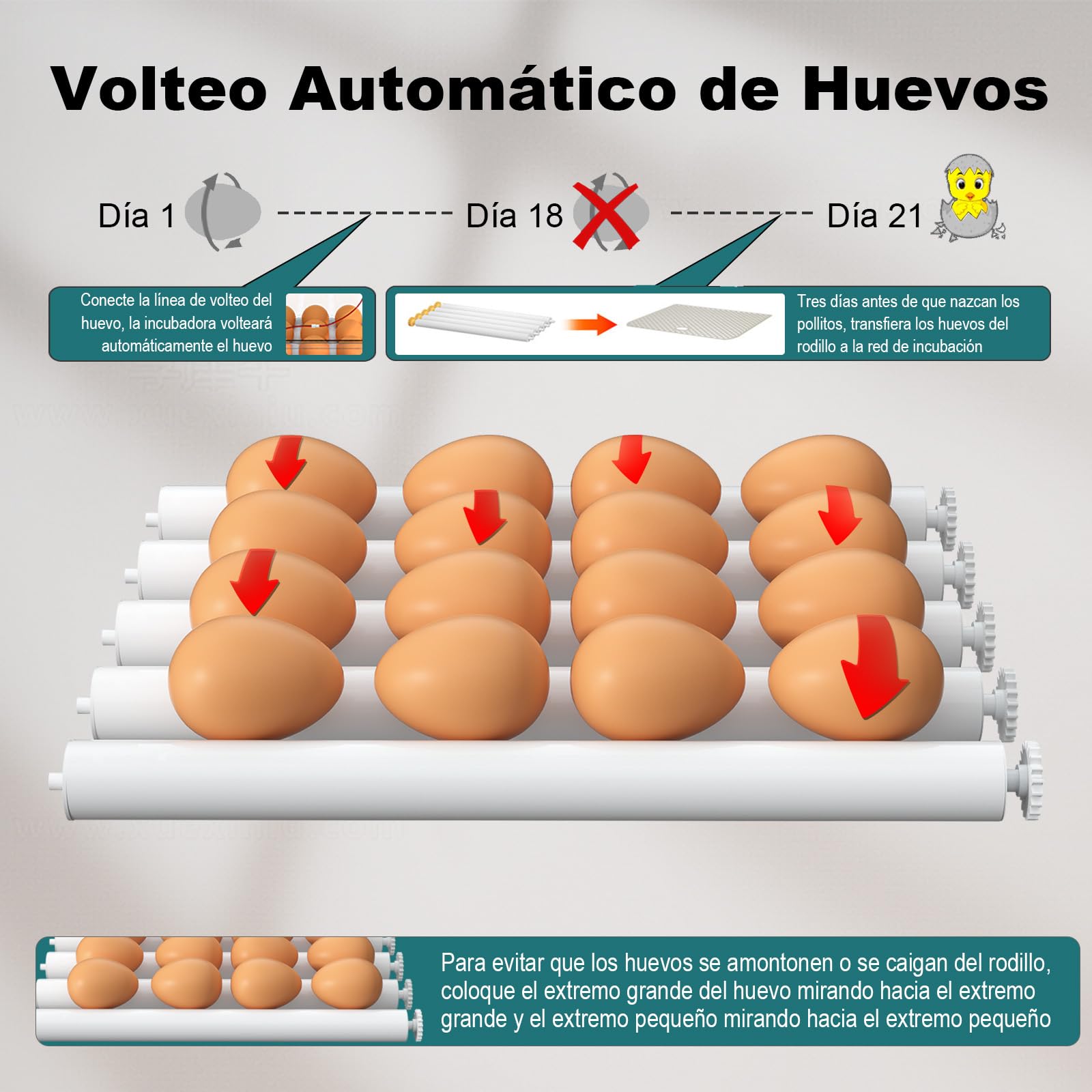 CoInceptus Incubadora Huevos Gallina, Incubadora de 12-16 Huevos con Volteo Automático de Huevos y Humidificación automática, Incubadora para Huevos de Gallina, Codorniz, Pato, con Lámpara de Huevo