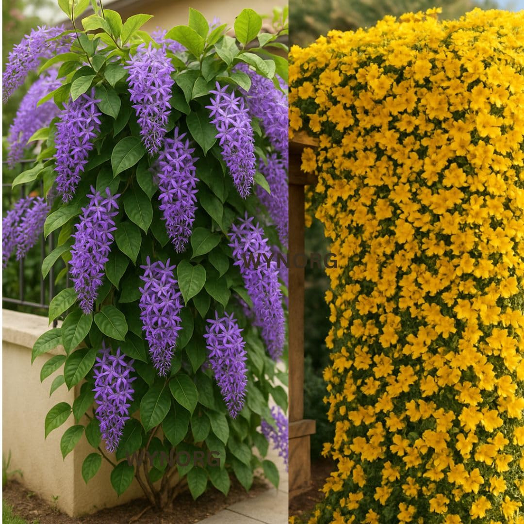 WYNORG Cat’s Claw & Petrea Purple Creeper Combo – Live Flowering Climber Plants for Walls, Fences, Pergolas & Balcony | Outdoor Garden Vines | Low Maintenance (CAT'S CLAW+ PETREA)