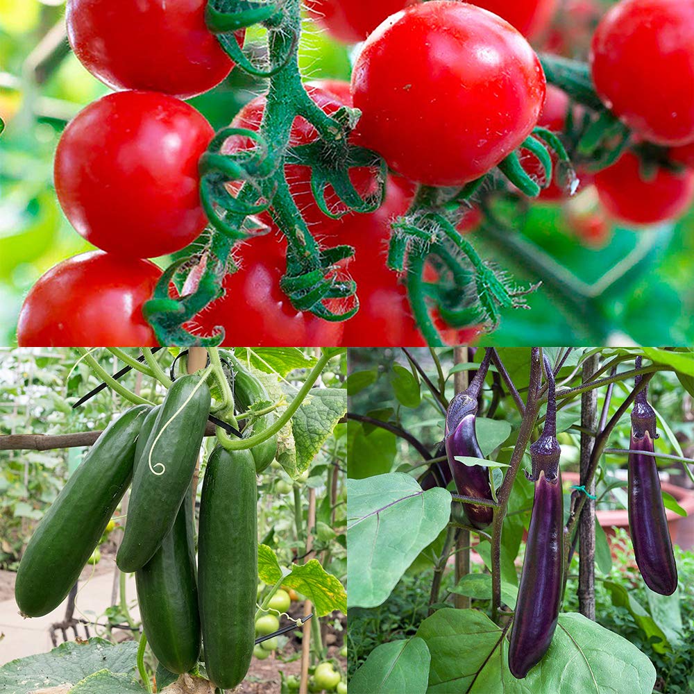 珍しいトマトとなすの苗7本セット 珍しいトマトとなすの苗7本セット
