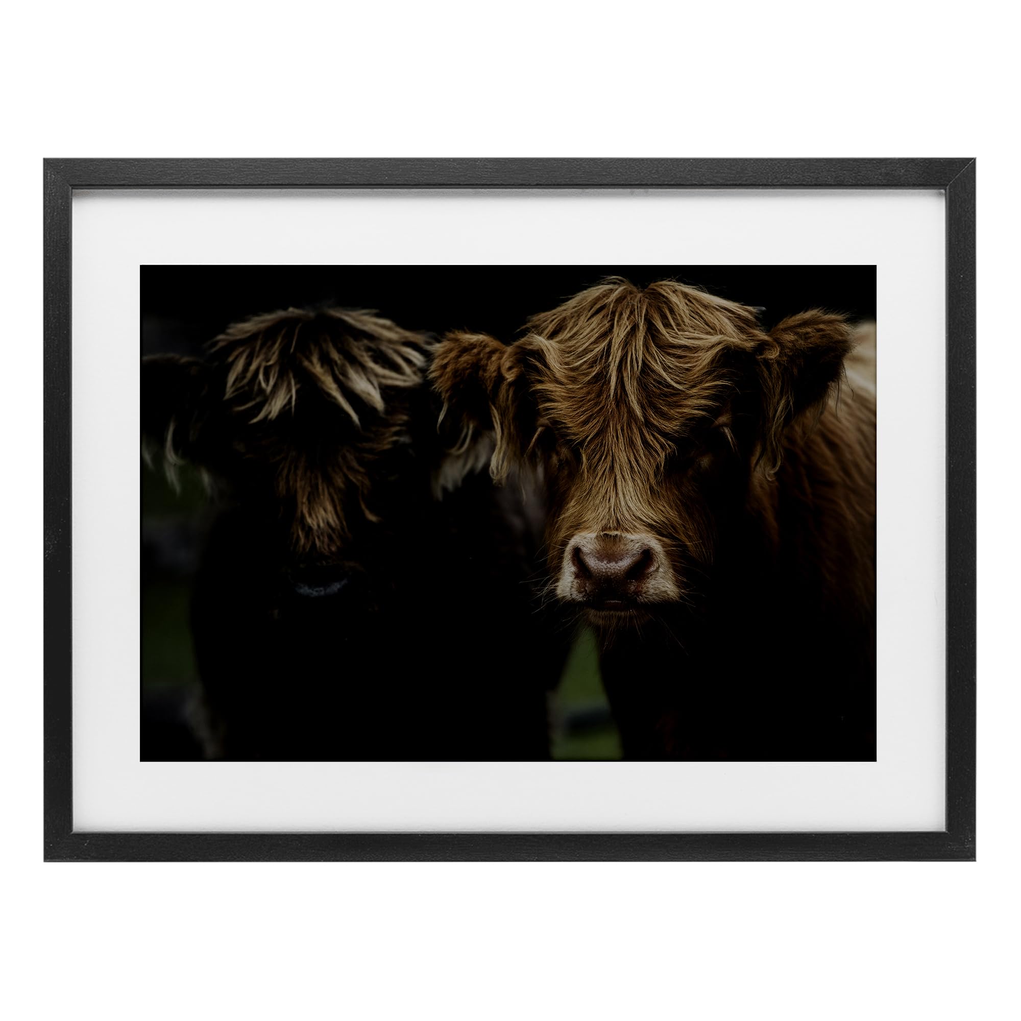 Stupell Industries Cow Faces Highland Pair Black Framed Print Under Glass, design by Amy Carroll, 14 x 20