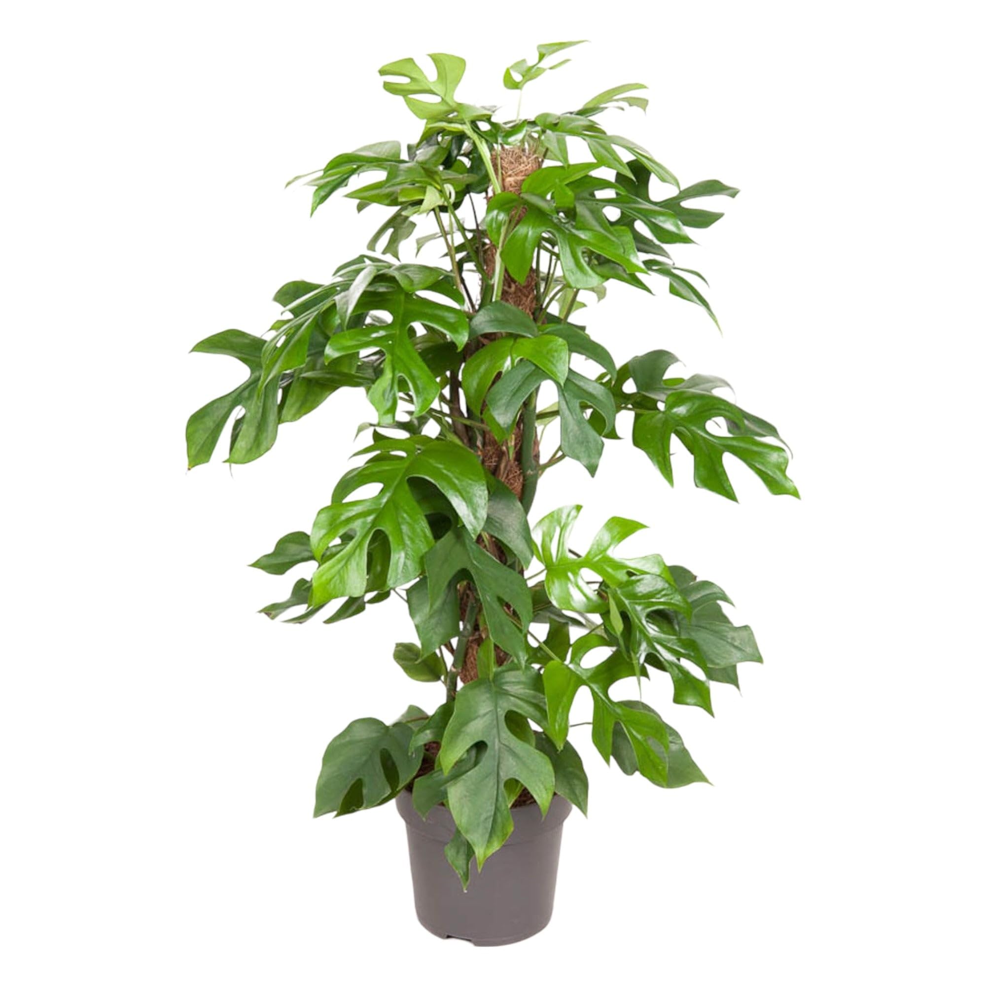Trendyplants - Monstera Minima - roślina pusta - roślina pokojowa - wielkość doniczki Ø 19 cm - wysokość 55-75 cm