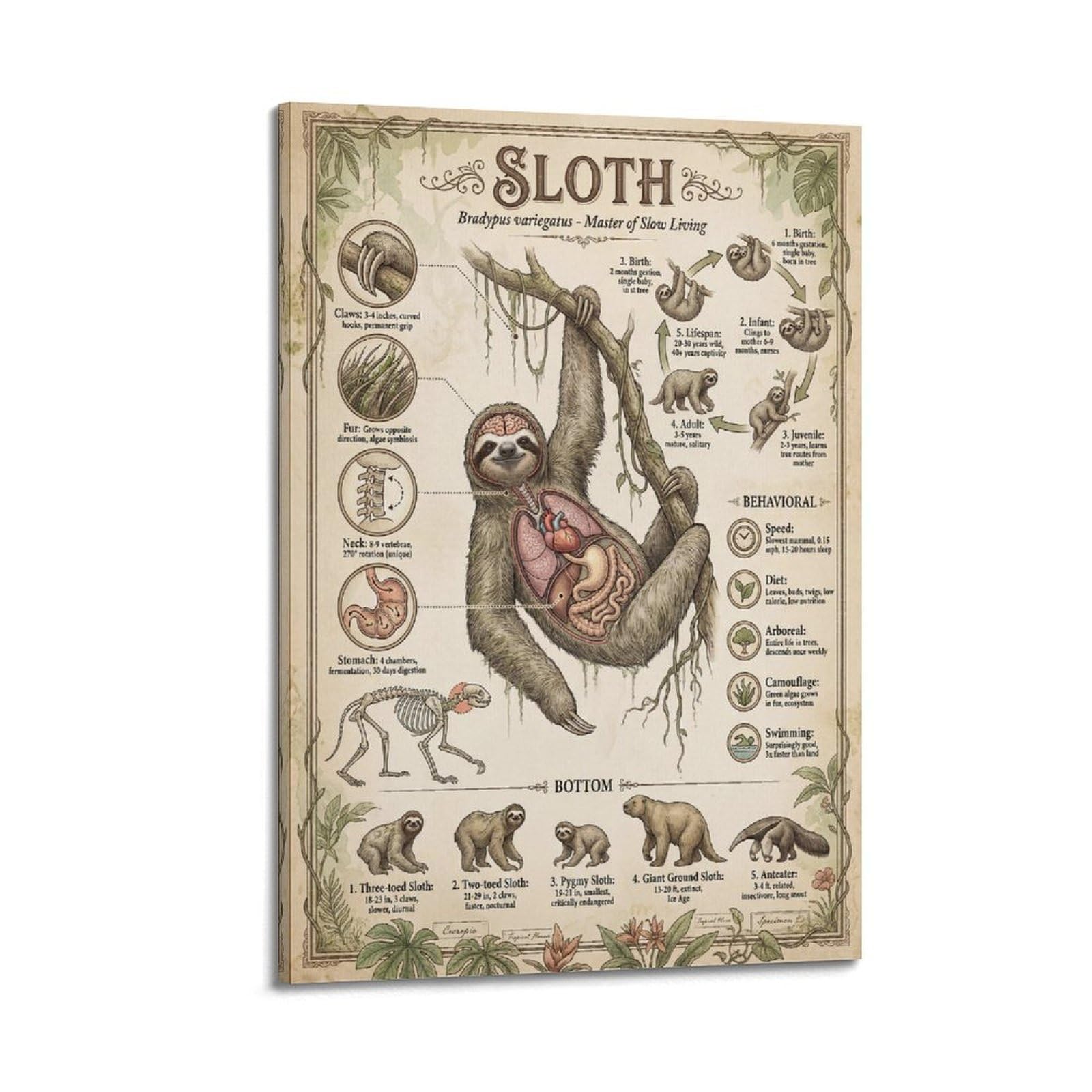XKUGA Sloth Anatomy Sci Inf Poster Kids' Animal Guide Modern Decorative Canvas Prints - Ideal Wall Art for Family, Man Cave, Game Room, Boys & Girls Bedroom 20x30inch(50x75cm)
