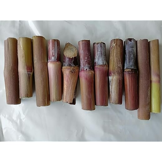 Australian Red Napier Grass Sticks - 50 Pack