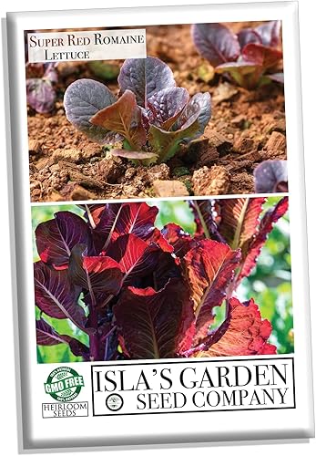 Miniatura 2 de Semillas de lechuga romana súper roja (Lactuca sativa) – Más de 1,000 semillas de reliquia sin OMG de Isla's Garden Seeds, hojas rojas vibrantes,