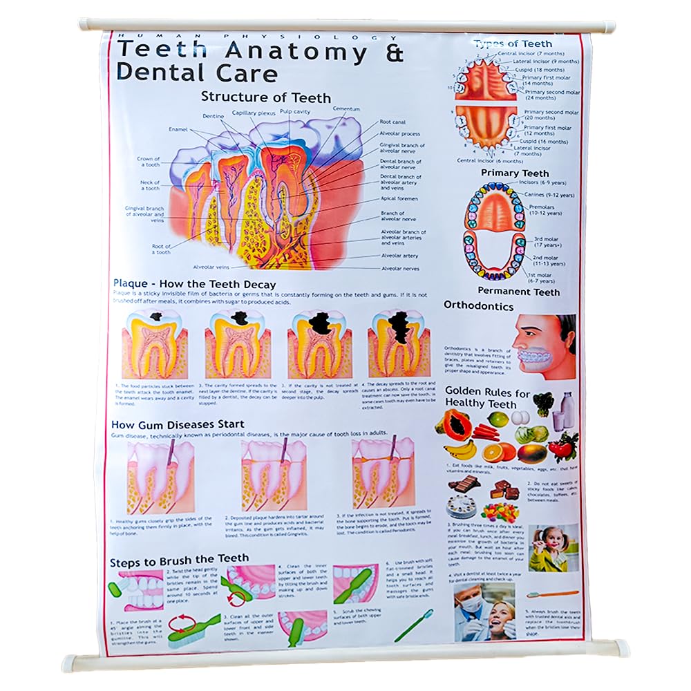 Human Teeth [Dental Care] Lamination Chart 70x100cm long in English language, Wall hanging, Useful for Science Students, Doctors, Professional Audience for learning & display.-picture-13