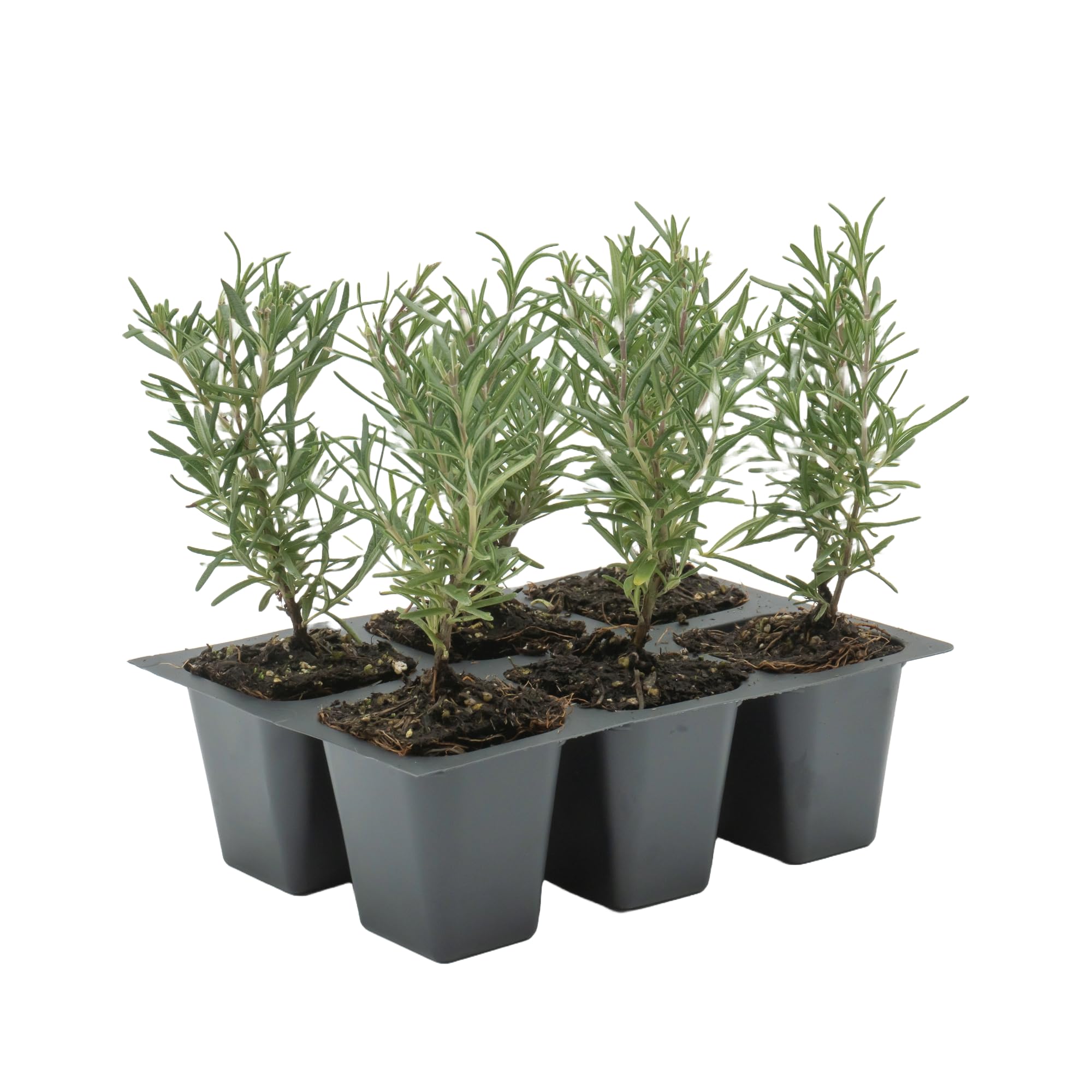 CitronellaKing 6 Tuscan Blue Rosemary