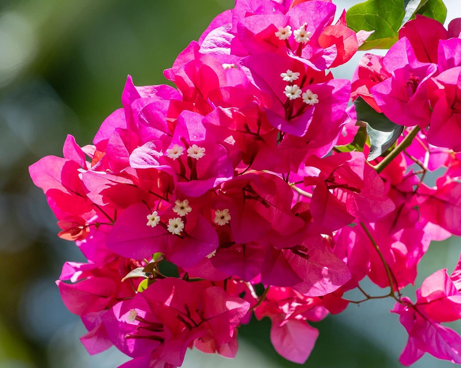 Pink Bougainvillea Flower Plant 4''6'' in Height Patio