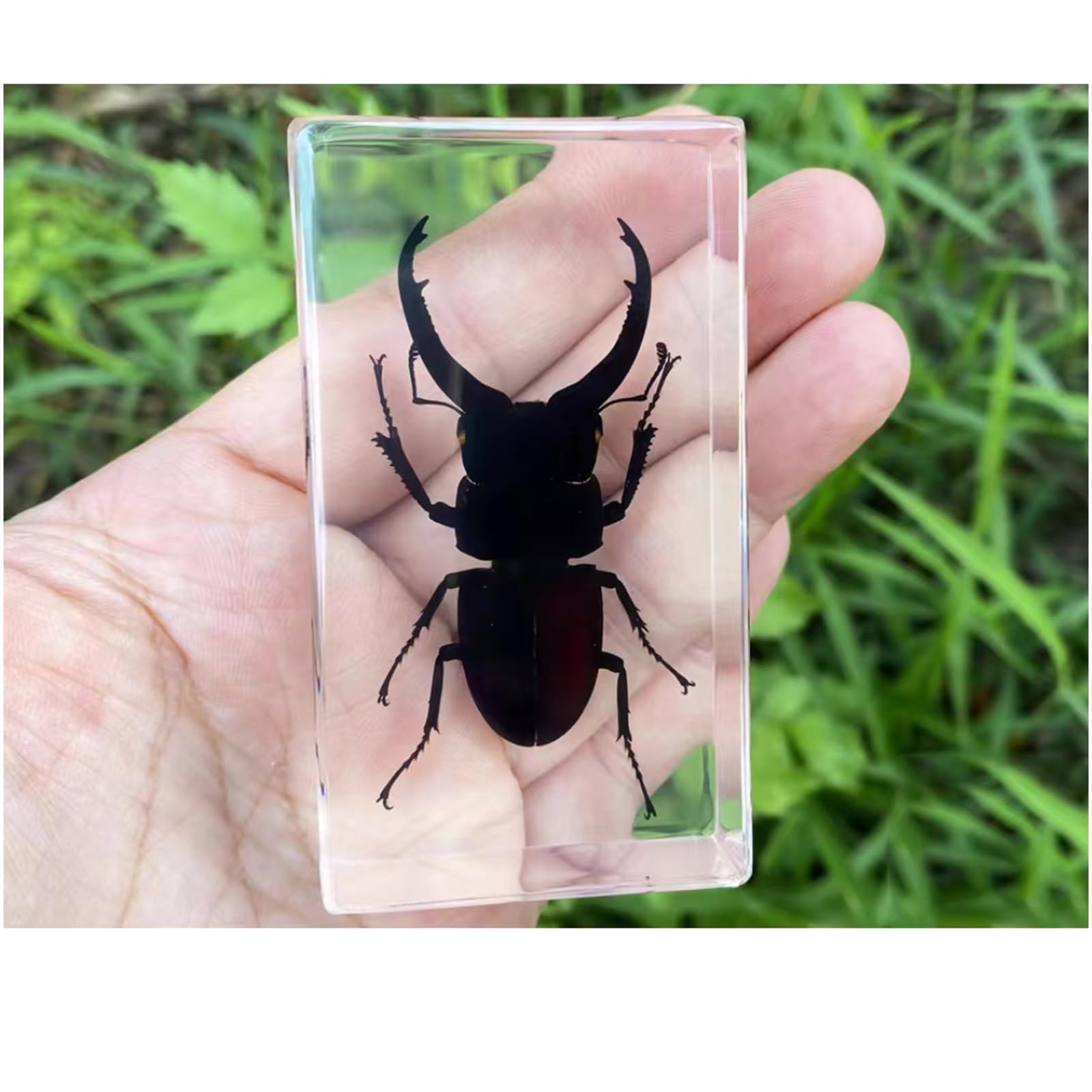 Véritable cerf-Volant spécimens Presse-papiers résine spécimen d'insectes naturels Collection pour Les Enfants Divers préservés en résine Science Classe spécimens