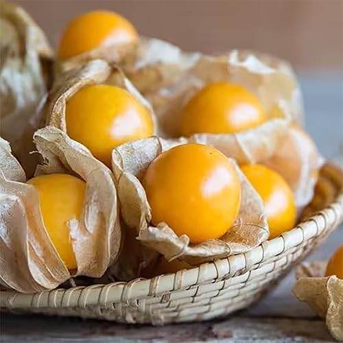 Miniatura 1 de QAUZUY GARDEN 450 semillas de grosella espinosa del cabo (cereza peruanaPhysalis peruviana) Goldenberry, semillas de frutas de reliquia sin OMG,