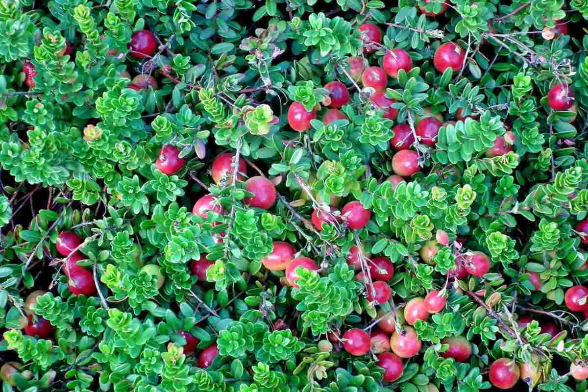 Grow Your Own Cranberries - Organic Seeds -2