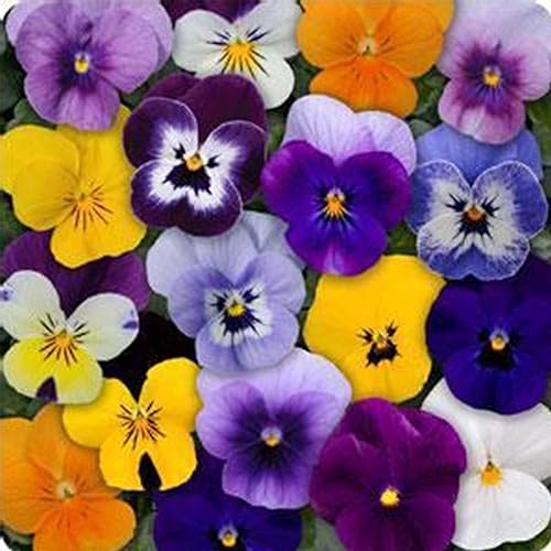 Miniatura 4 de Semillas de jardín de flores de viola - Sorbet F1 Series - Black Delight - 100 semillas - Semilla anual de jardinería de flores