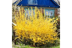 Lynwood Gold Forsythia Bushes: Live, Vibrant Forsythia Plants for Your Garden Delight