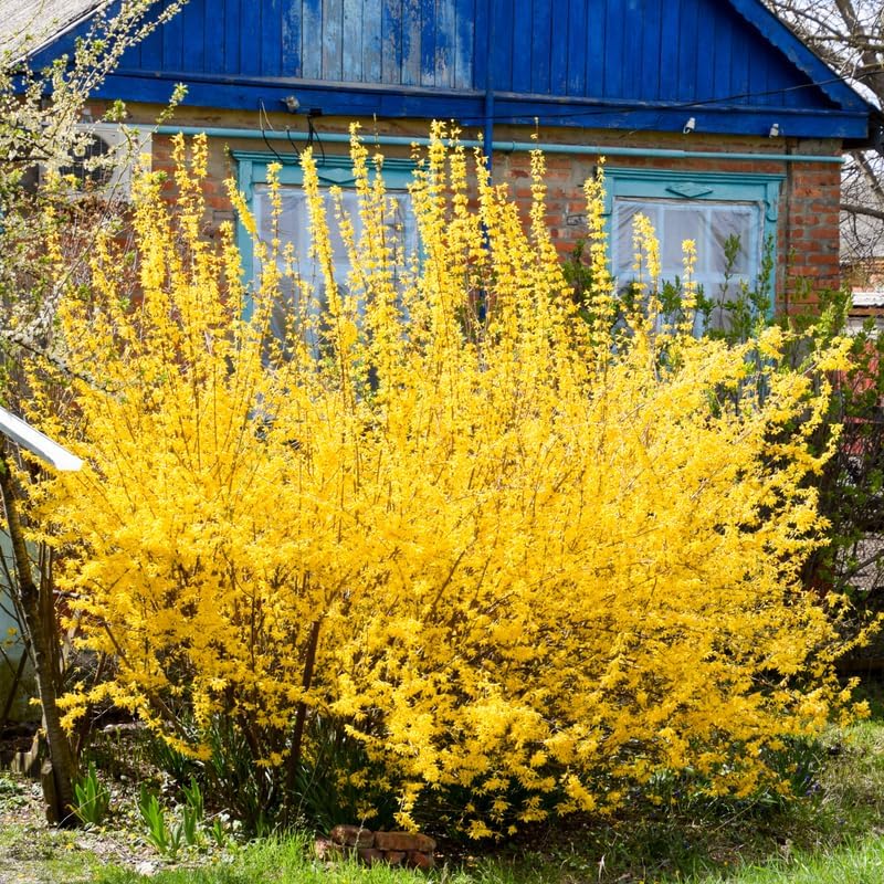2 Lynwood Gold Forsythia Plants Live for Planting 6 to 12 Inc Tall 4 in Pot, Yellow Forsythia Bushes Live Plants