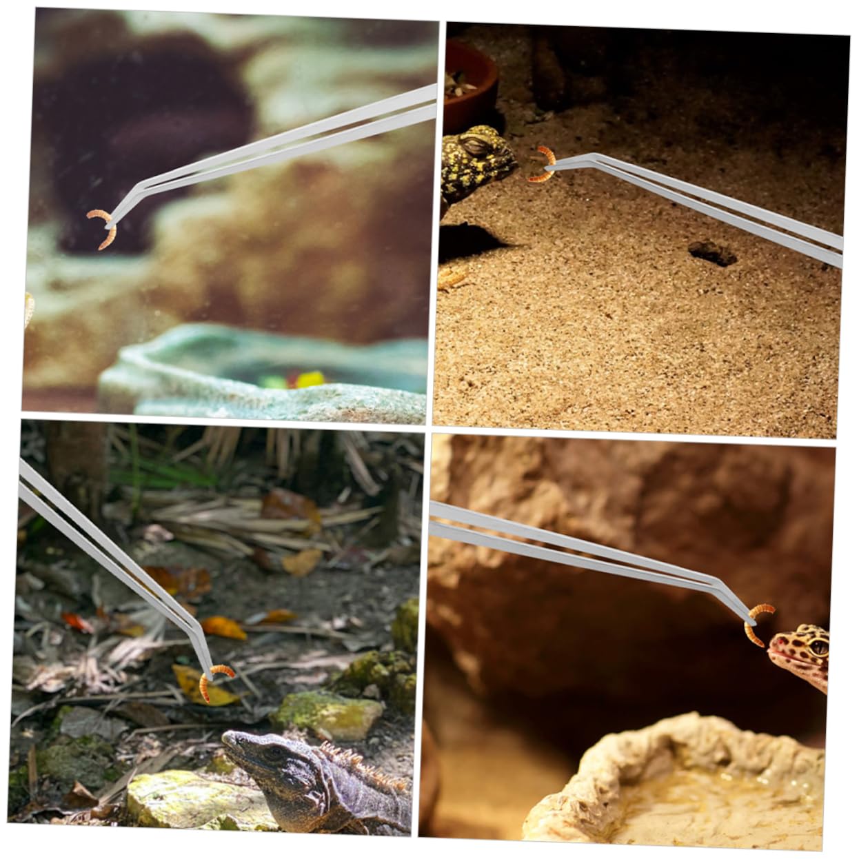 Yardwe 10piezas Pinzas De Alimentación para Reptiles De Metal Pinzas Largas para Acuarios y Terrarios Diseño Antideslizante y Cabezas y