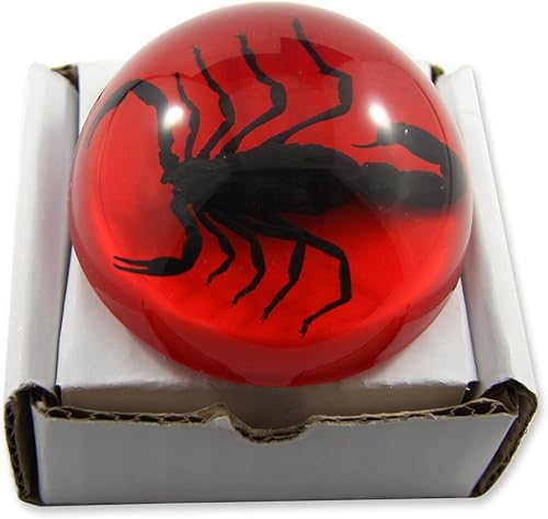 Miniatura 2 de REALBUG Pisapapeles Black Scorpion Dome de 2.5" Rojo