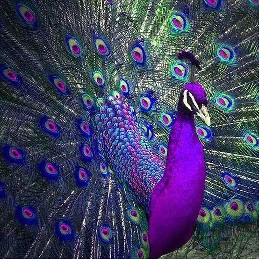 AkiiGer 5D Diamond Painting Kit for Adults Kids, Peacock Diamond Art Painting, Full Drill Diamond Painting for Home Wall Decor, 11.8 x 11.8 inch, Without Frame
