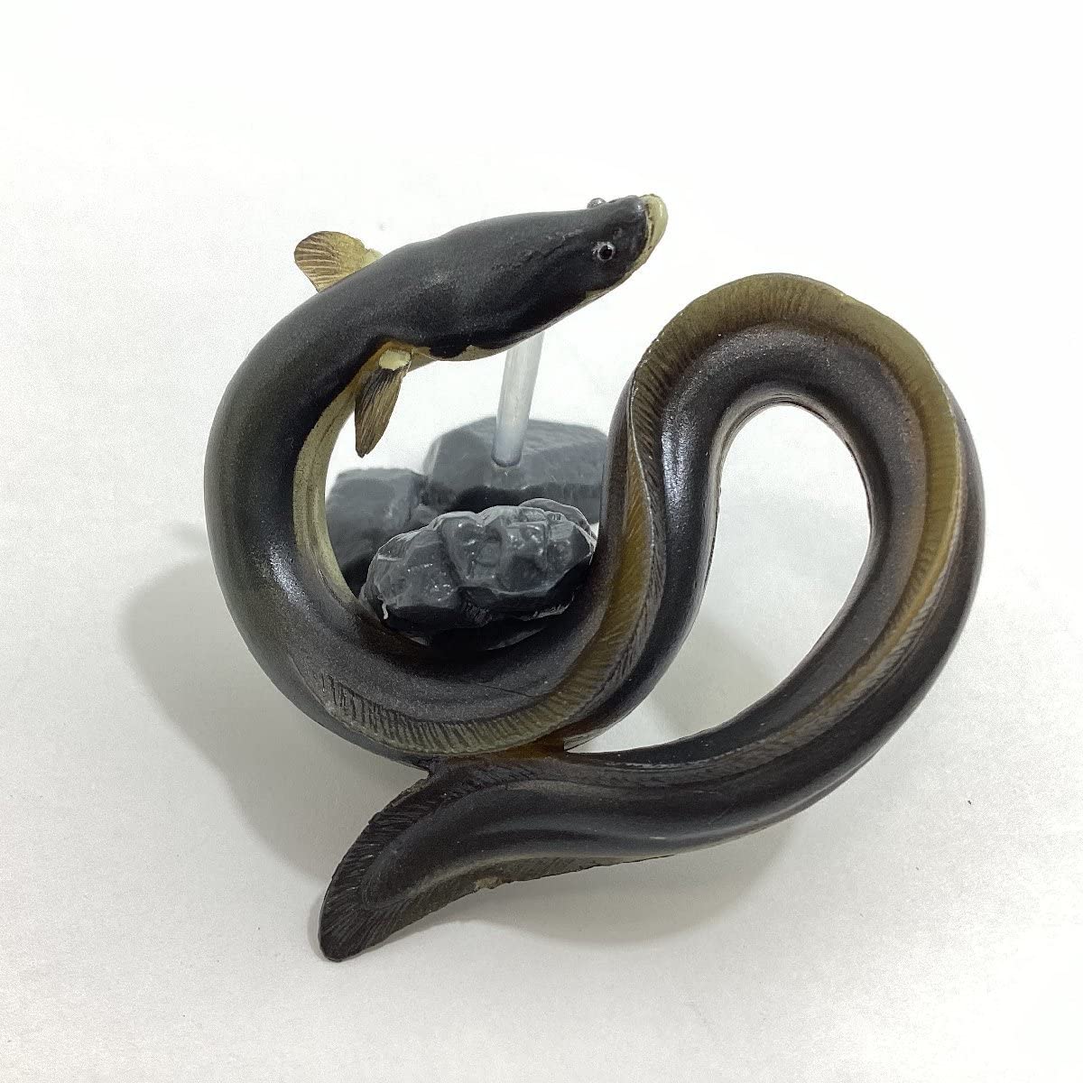 Amazon | 品 原色図鑑シリーズ6 原色淡水魚図鑑Ⅱ 23 ウナギ YUJIN