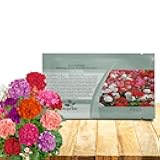 Mix Geranium Seeds for Planting - 100 Pcs Annual, Heat & Drought Tolerant Flower Seeds with Green Foliage & Mix Blooms for Pots, Borders & Lush Summer Garden Displays