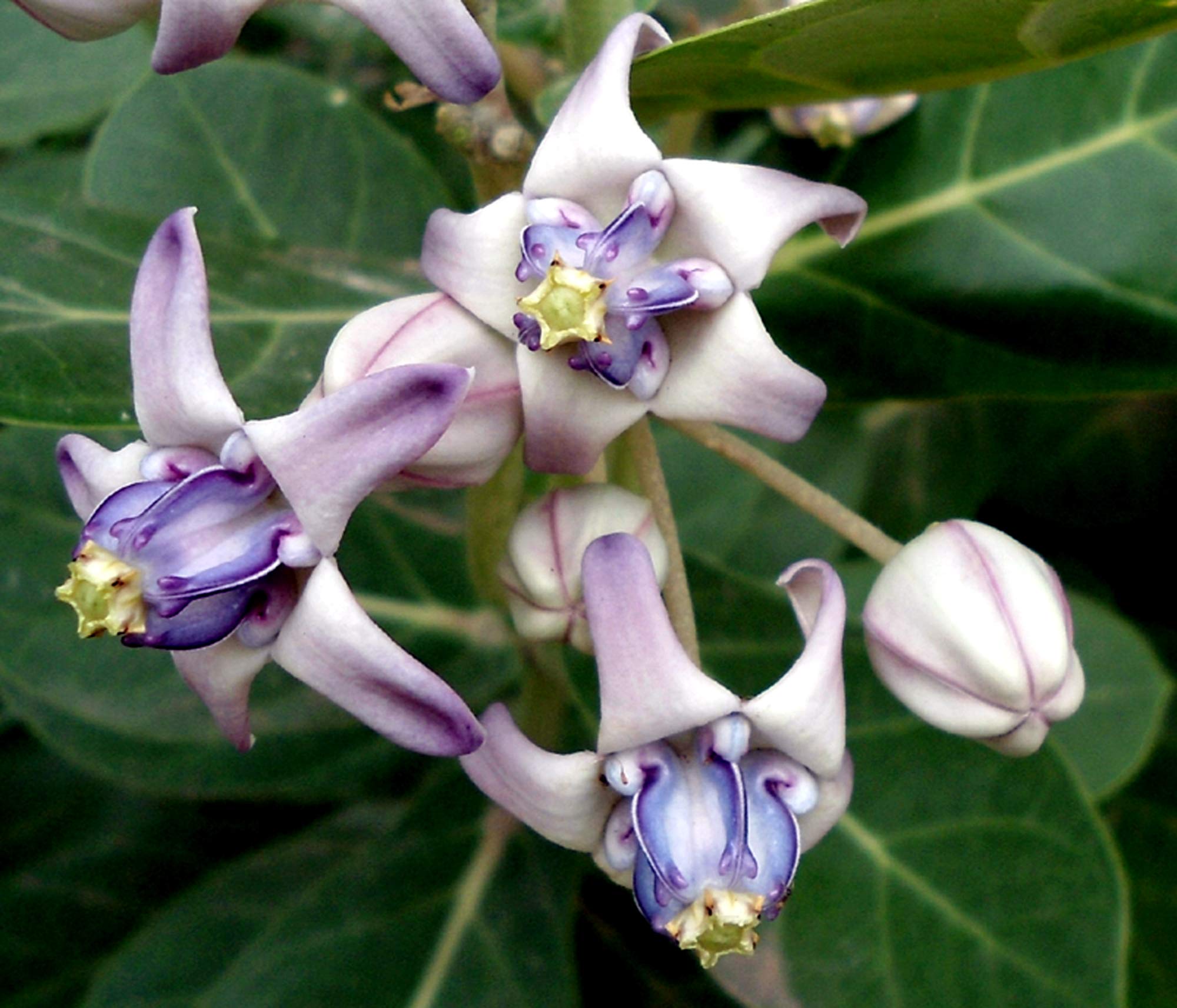 Planthub Crown Flower Seed, Calotropis gigantea Medicinal Plant Seed, Pack of 30 Seeds. (B07R81TDBZ) Amazon Price History, Amazon Price Tracker