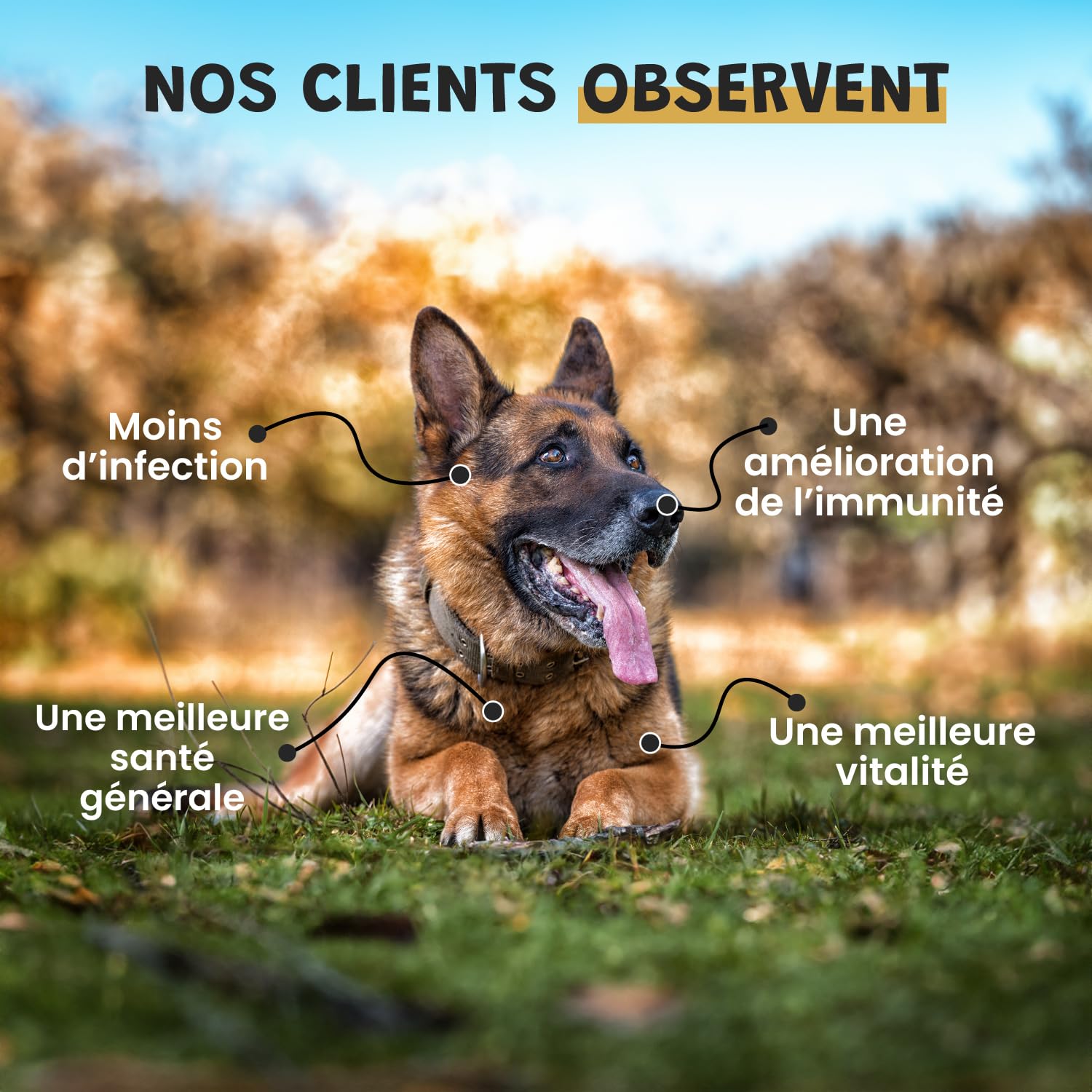 Kelp en Poudre pour Chien et Chat - Complément Alimentaire 100% Naturel - Riche Iode et en Minéraux - Boost Les Défenses Immunitaire - Soutien la Thyroïde - 100g