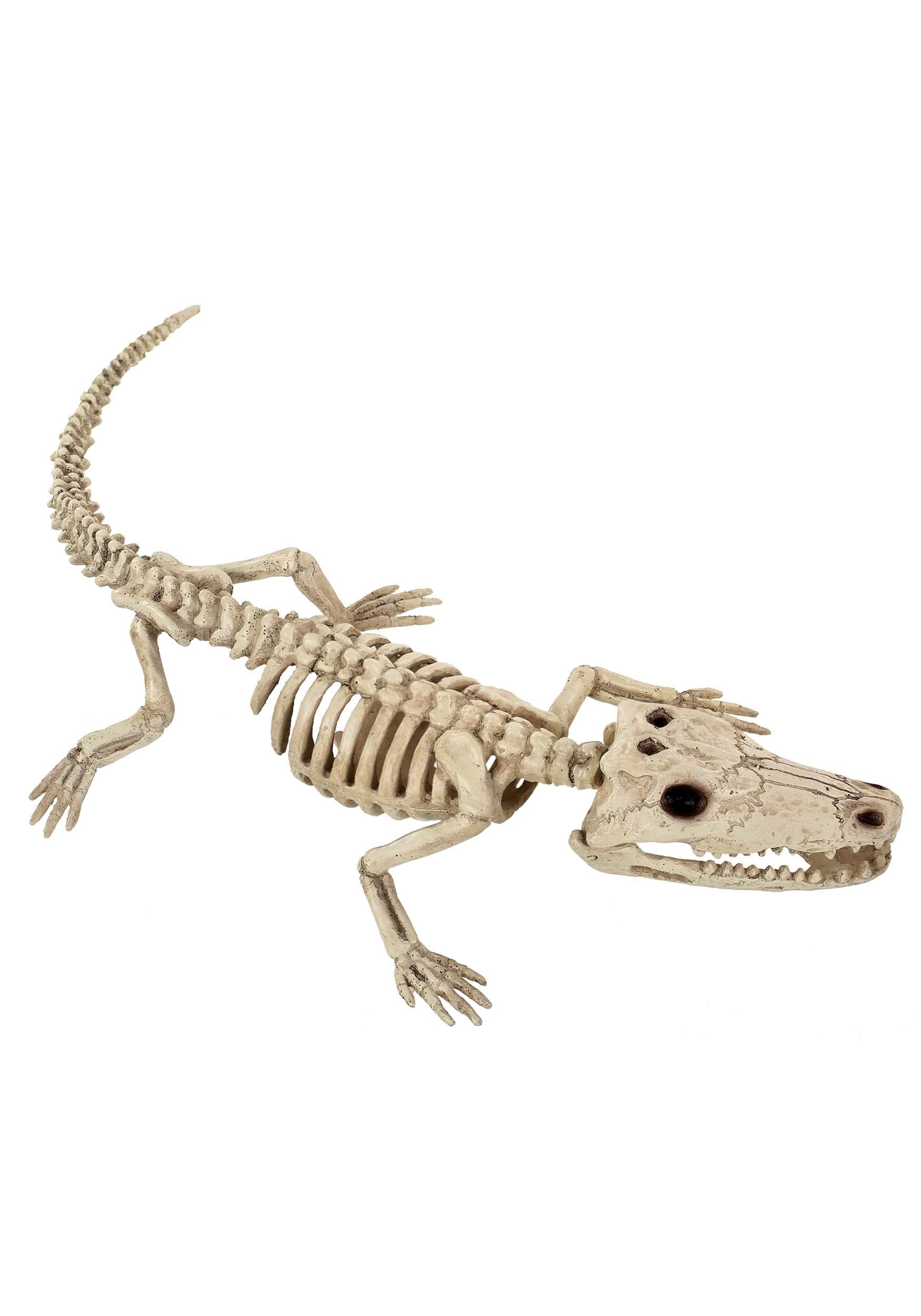 4" Baby Alligator Skeleton Prop Standard