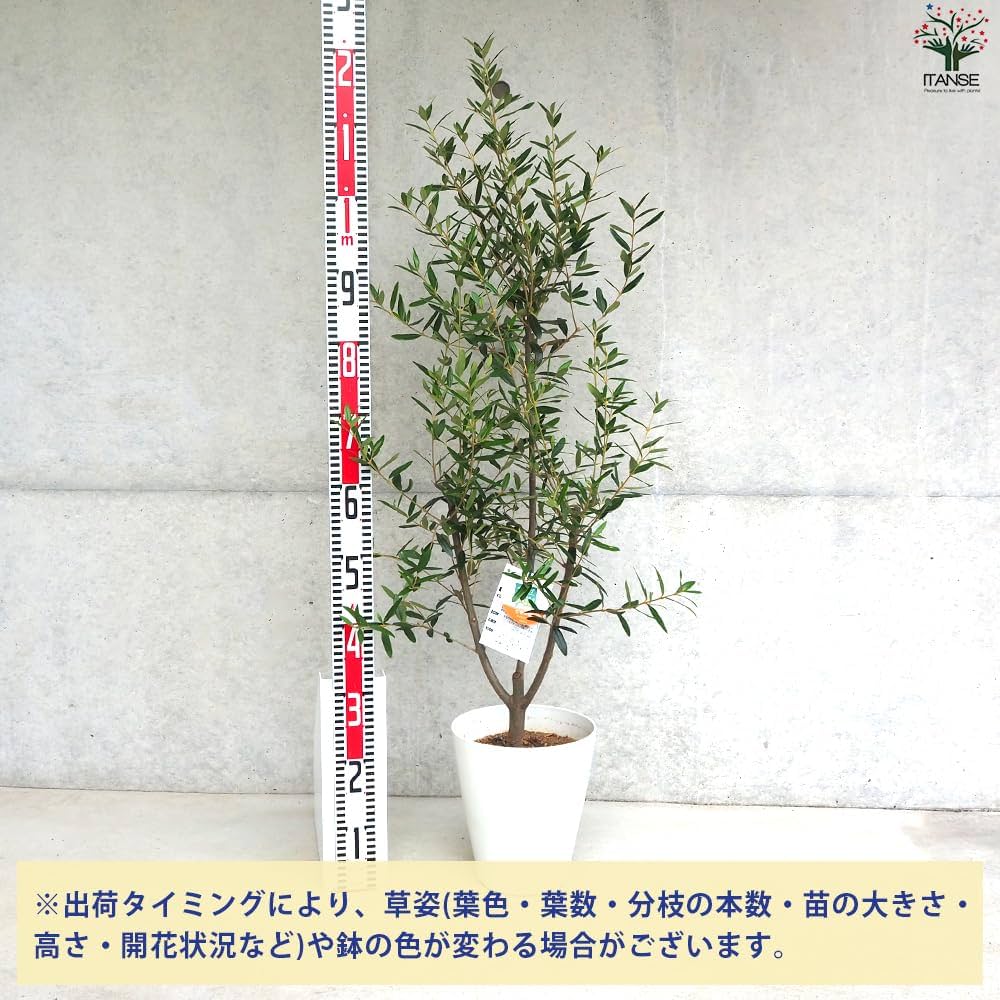 Amazon.co.jp: ITANSE オリーブの苗木 1個売り 品種 ひなかぜ 7 Amazon.co.jp: ITANSE オリーブの苗木 1個売り 品種 ひなかぜ 7