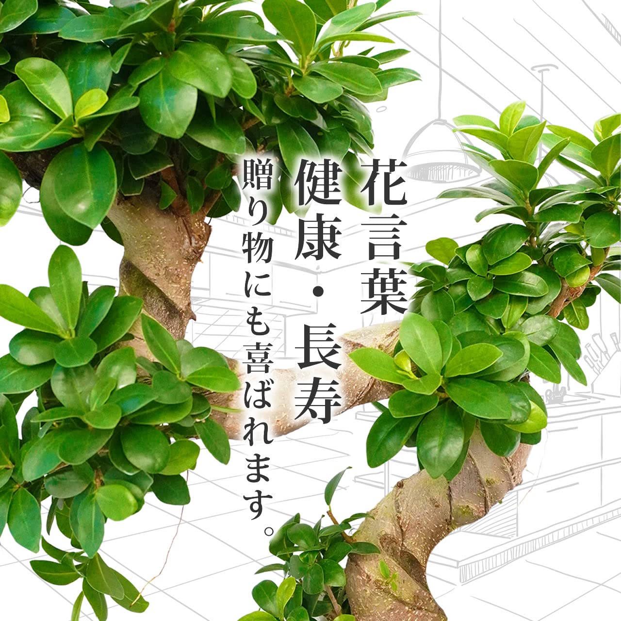 Amazon｜ガジュマルS字 育てやすい大型サイズ 7号 高さ70～80cm 観葉
