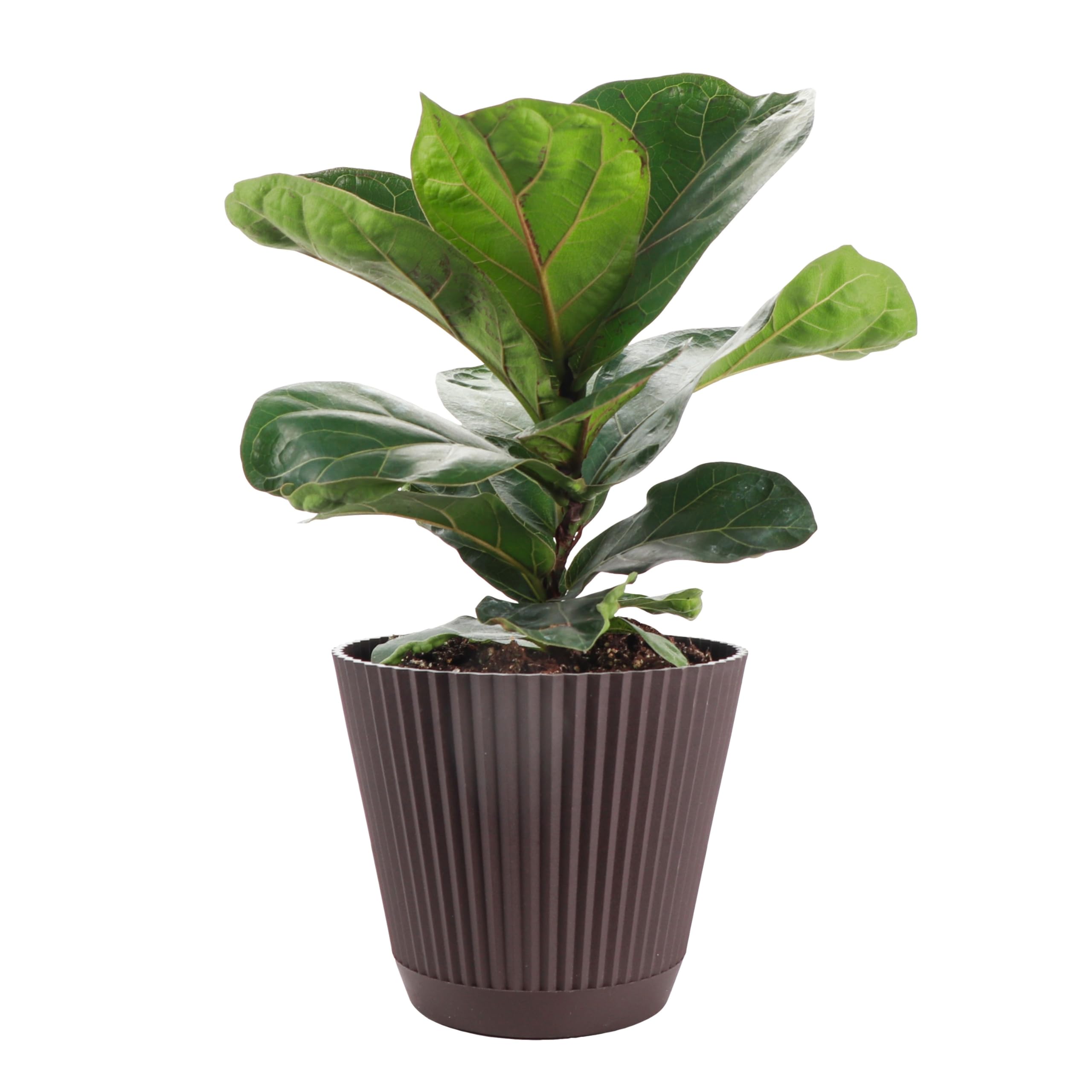 Thorsen's Greenhouse Ficus Lyrata