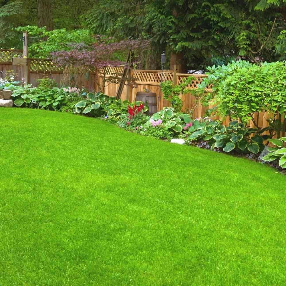 All Season bermuda celebration grass seeds/Lawn grass seeds Pack of 4000 (B0CM35MCB1) Amazon Price History, Amazon Price Tracker