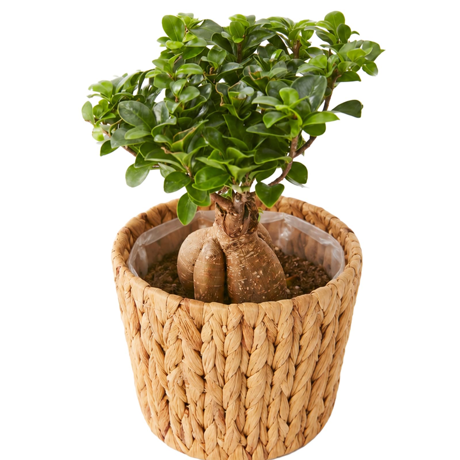 Amazon｜bloomee(ブルーミー) ガジュマル 観葉植物 (5号 編み込み