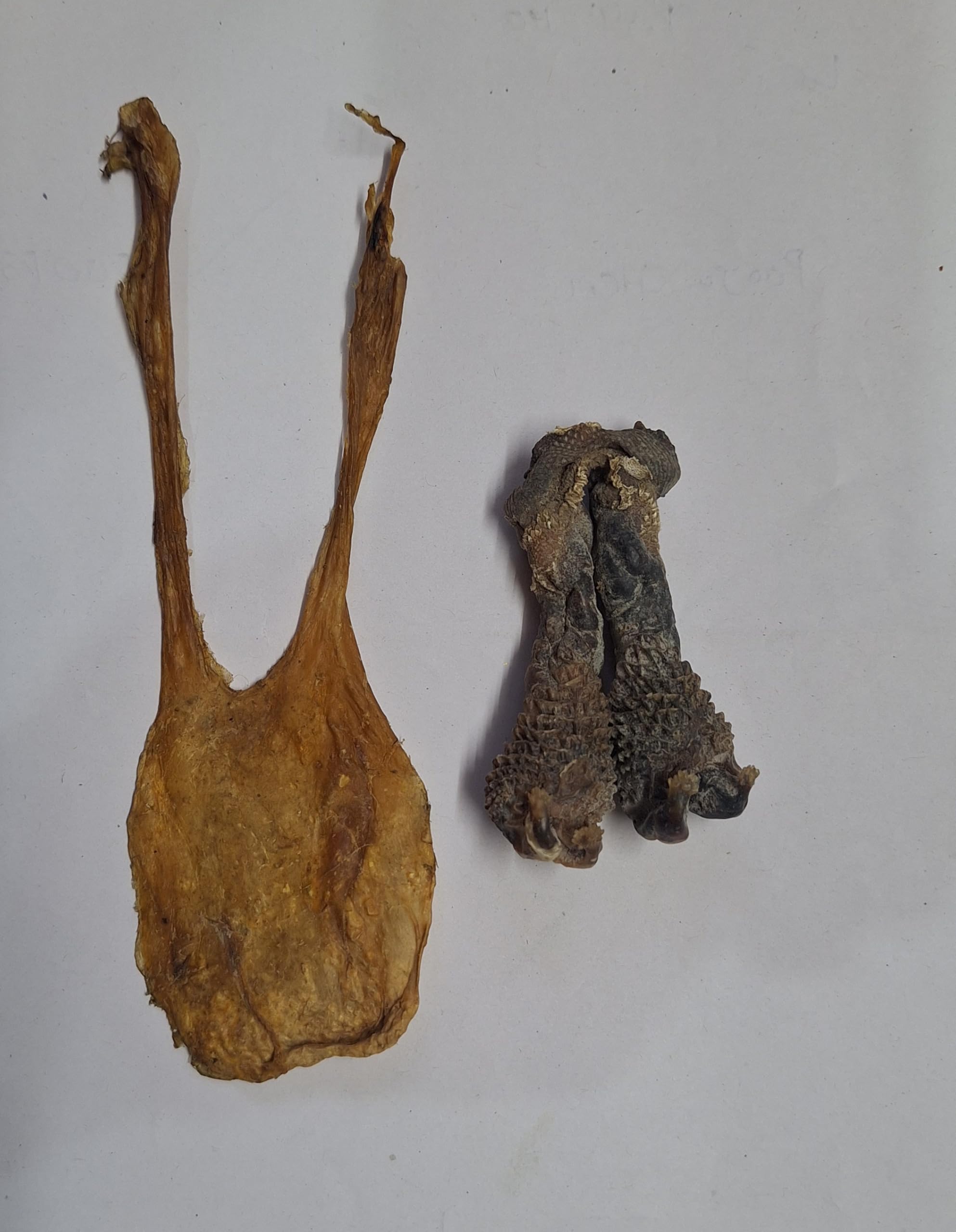 SCSPALI Original Energized Puja Billi Ki Jer Zer Billi ki Naal Nal Naval Cats Chord for Business Luck Money Profit Home Most Rare Combination-image-31