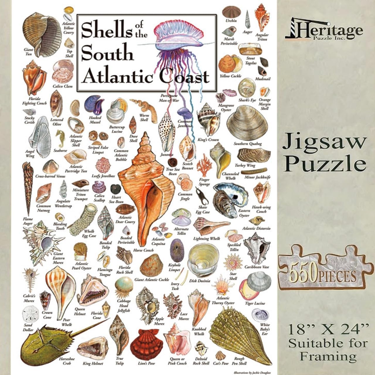 Heritage Puzzle - Shells of The South Atlantic Coast by John & Jackie Leatherbury Douglass 550 Piece Puzzles for Adults - Marine Life Art - Frameable Jigsaw Puzzle 18" x 24" Finished Size