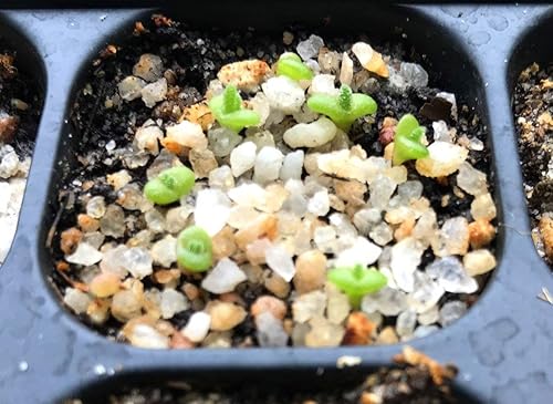 Miniatura 2 de Semillas suculentas exóticas raras y auténticas con garantía de germinación. Cosecha reciente con calidad premium. Mini plantas de piedra vivas