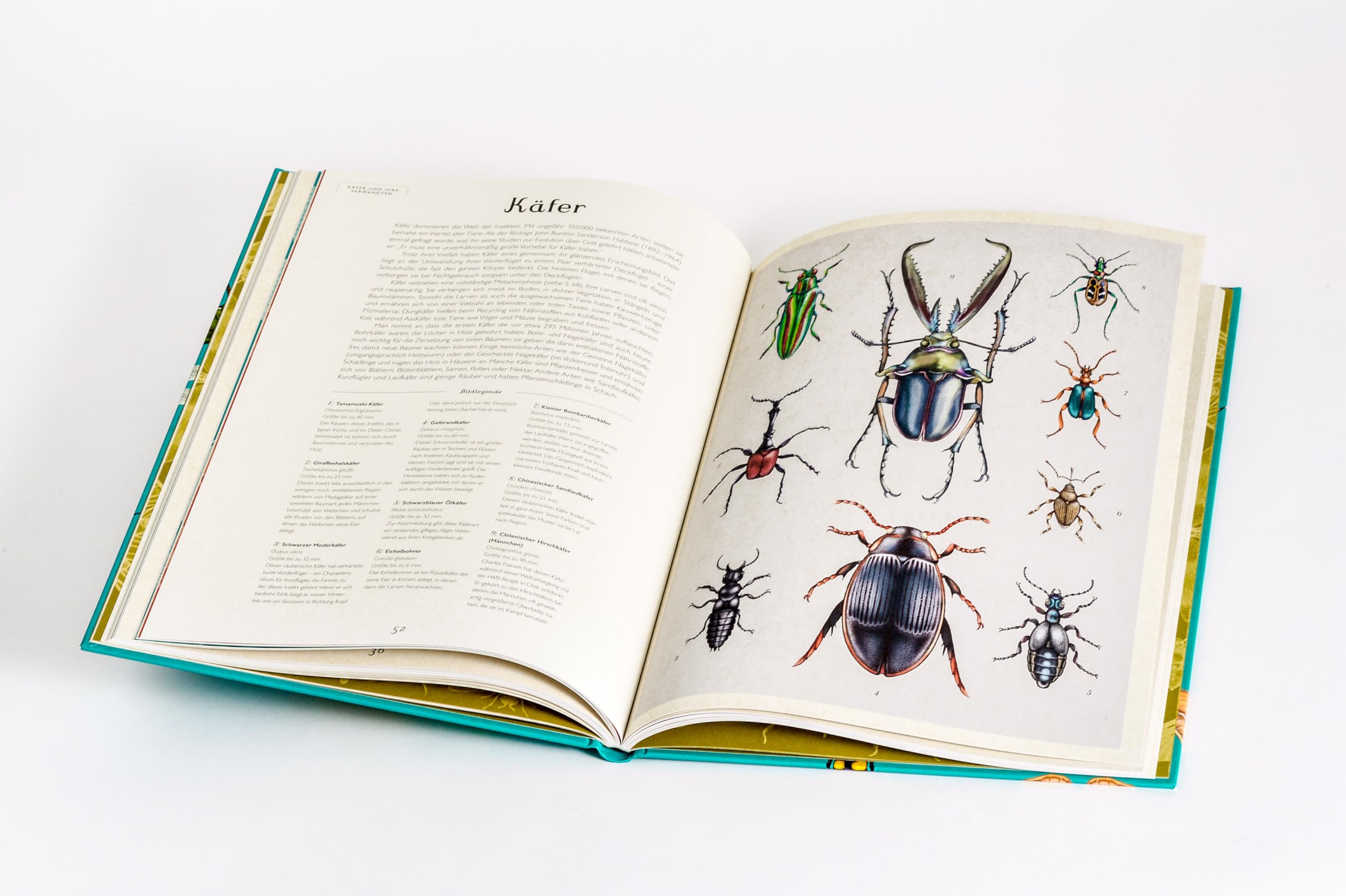 Das Museum der Insekten: Eintritt frei! - Sachbilderbuch im Großformat für Kinder ab 8 Jahren mit faszinierenden Illustrationen von Emily Carter: 16