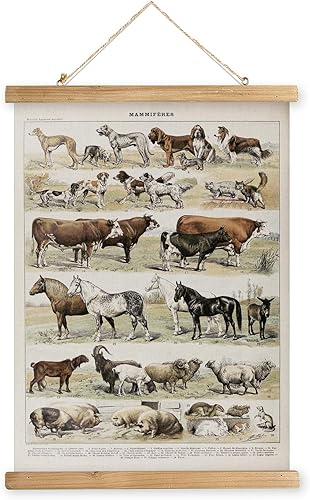 MIDEFINCH Póster artístico vintage de mamíferos ilustrados con marco de madera, decoración clásica zoológica para colgar en la pared para aulas,